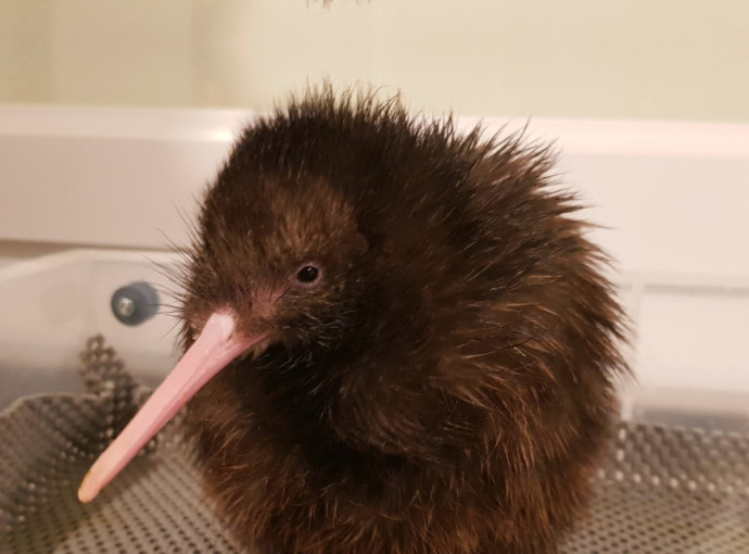 cute kiwi